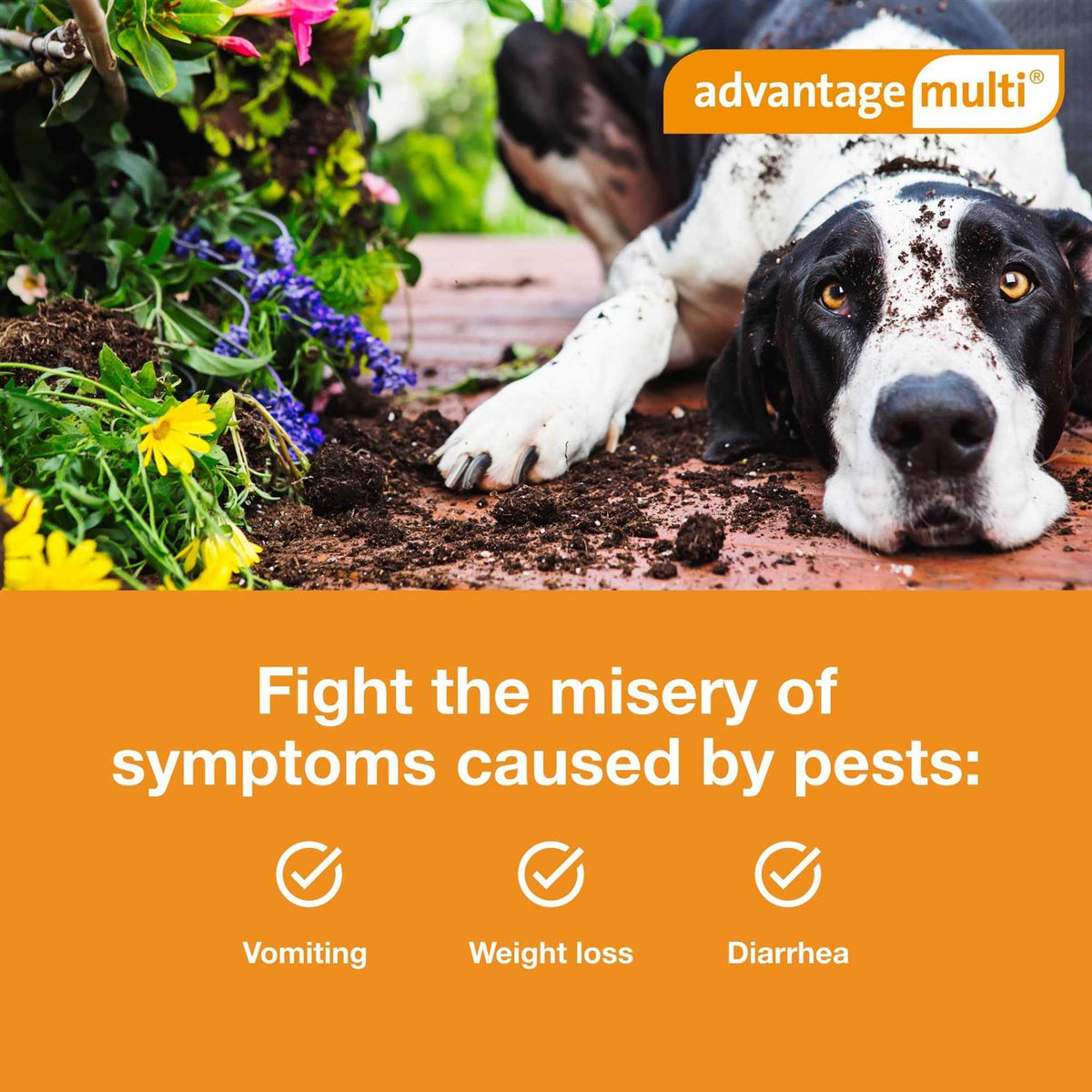 Advantage Multi for Dogs B636749