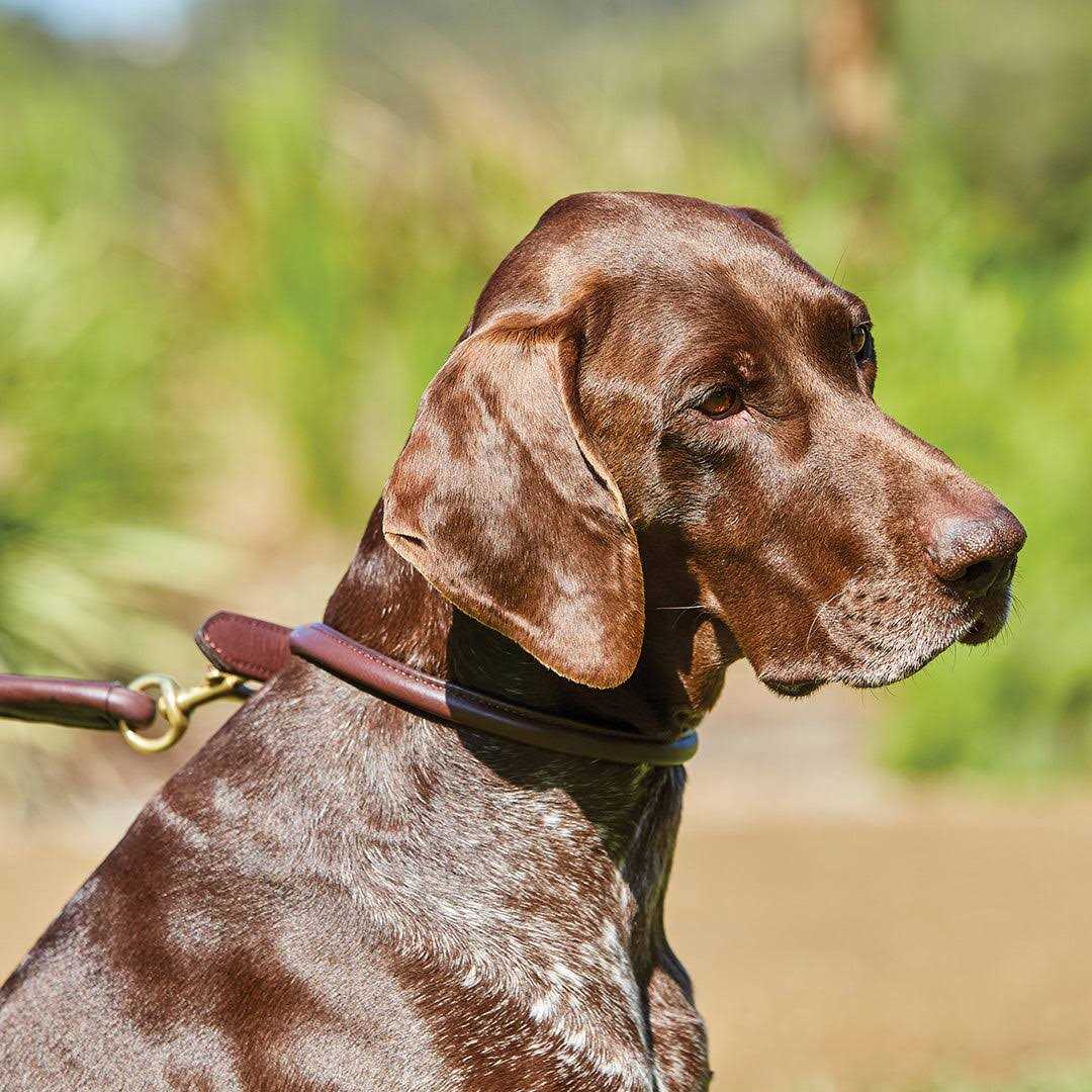 Rolled Leather Dog Collar Y458640
