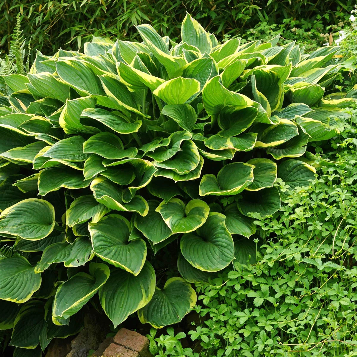 10-Pack Dormant Bare Root Hosta X698045