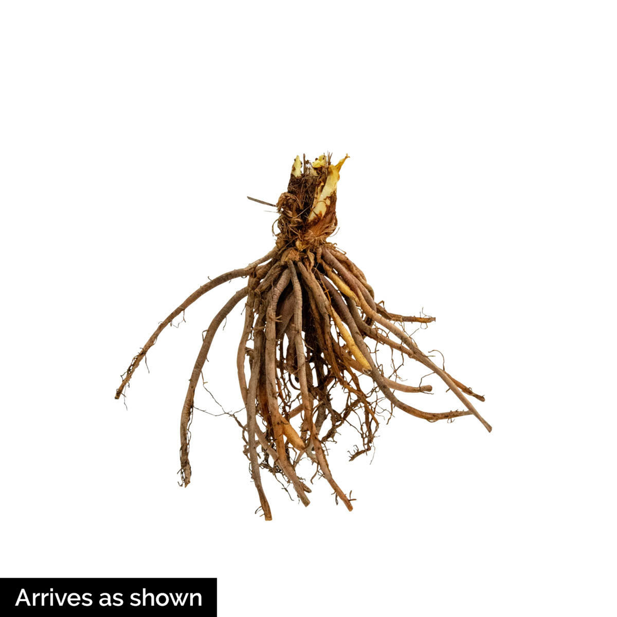 10-Pack Dormant Bare Root Hosta X698045