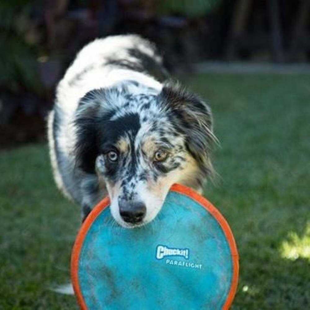 Dog Toy Z8575