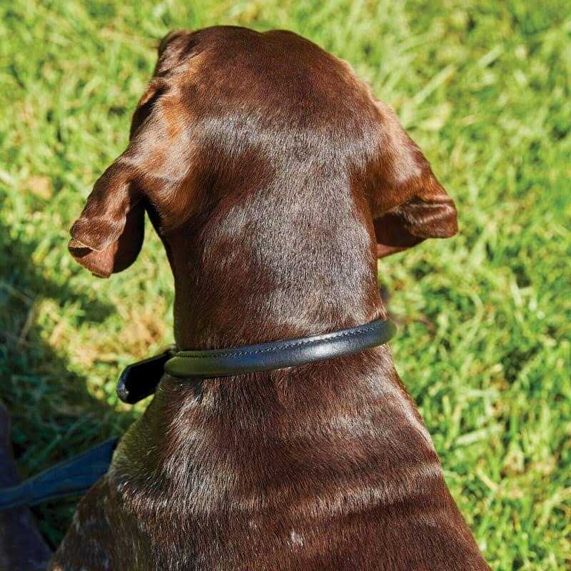 Rolled Leather Dog Collar Y458640