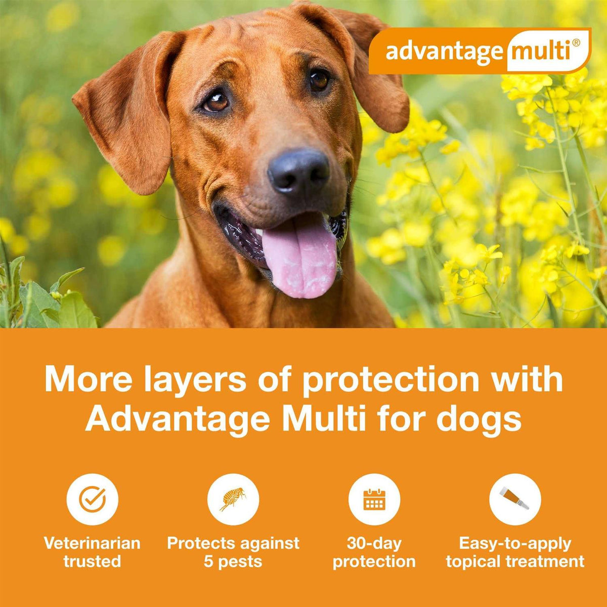 Advantage Multi for Dogs B636749