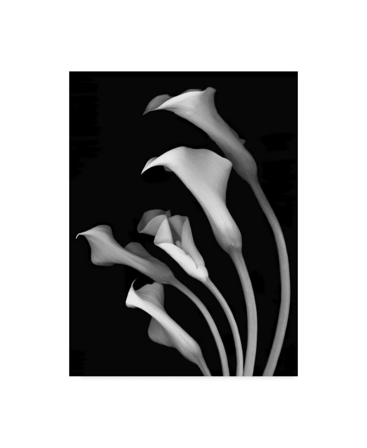 Black and White Canvas Art 35 in. W x 47 in. H P8129