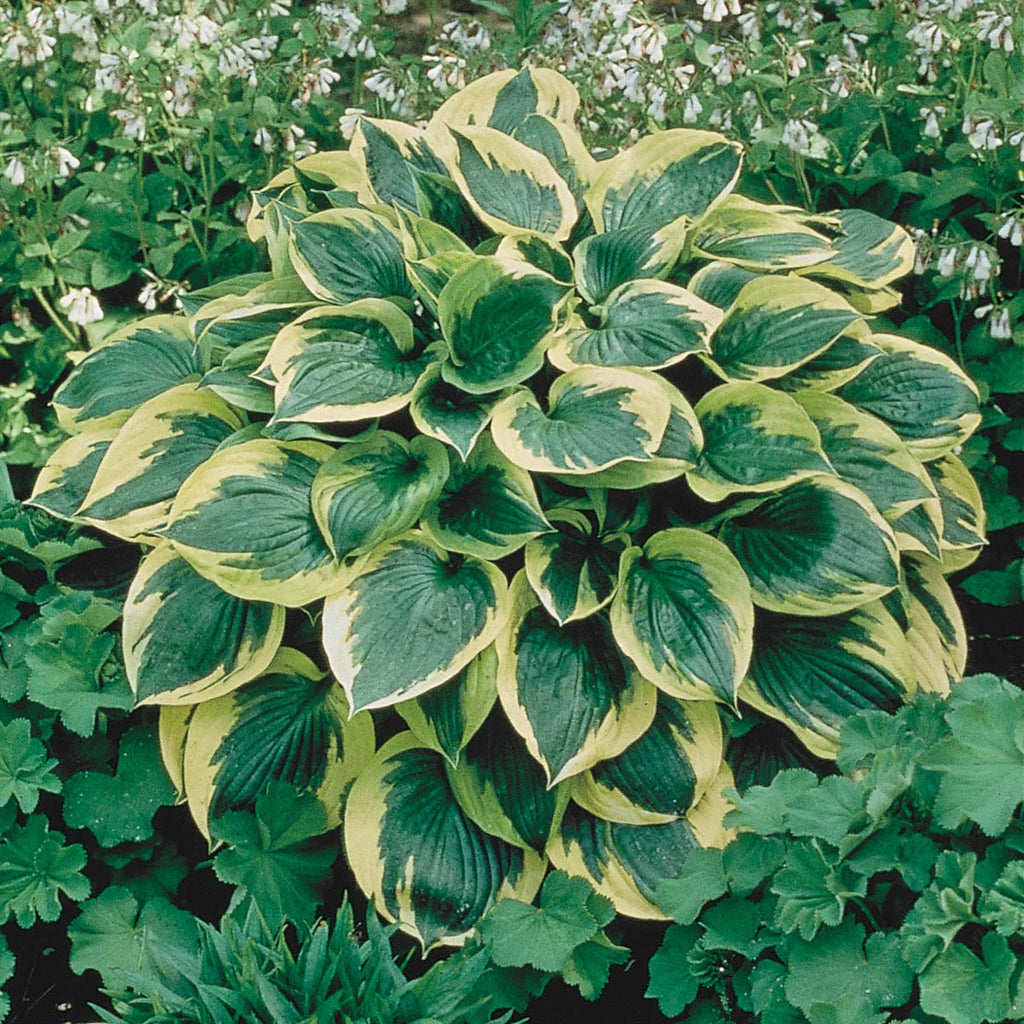 10-Pack Dormant Bare Root Hosta X698045