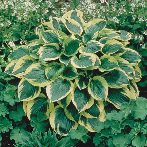 10-Pack Dormant Bare Root Hosta X698045