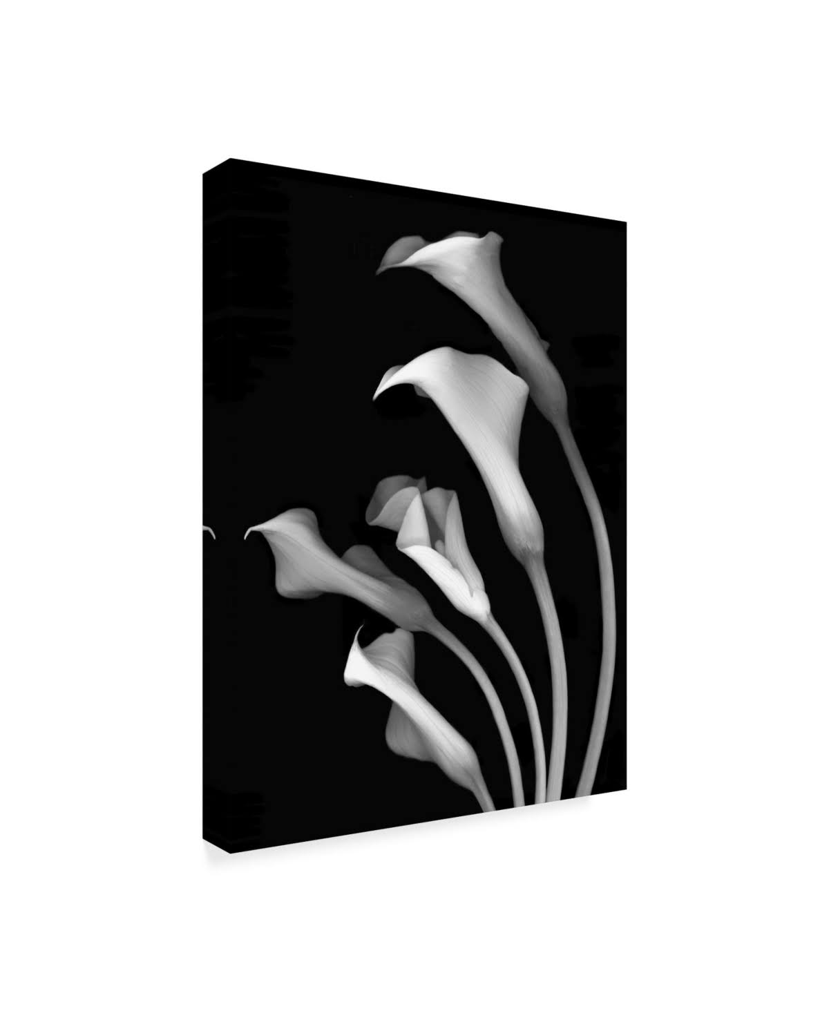 Black and White Canvas Art 35 in. W x 47 in. H P8129