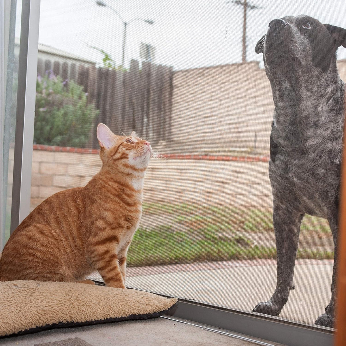 36” x 25’ Pet Proof Screen C899647