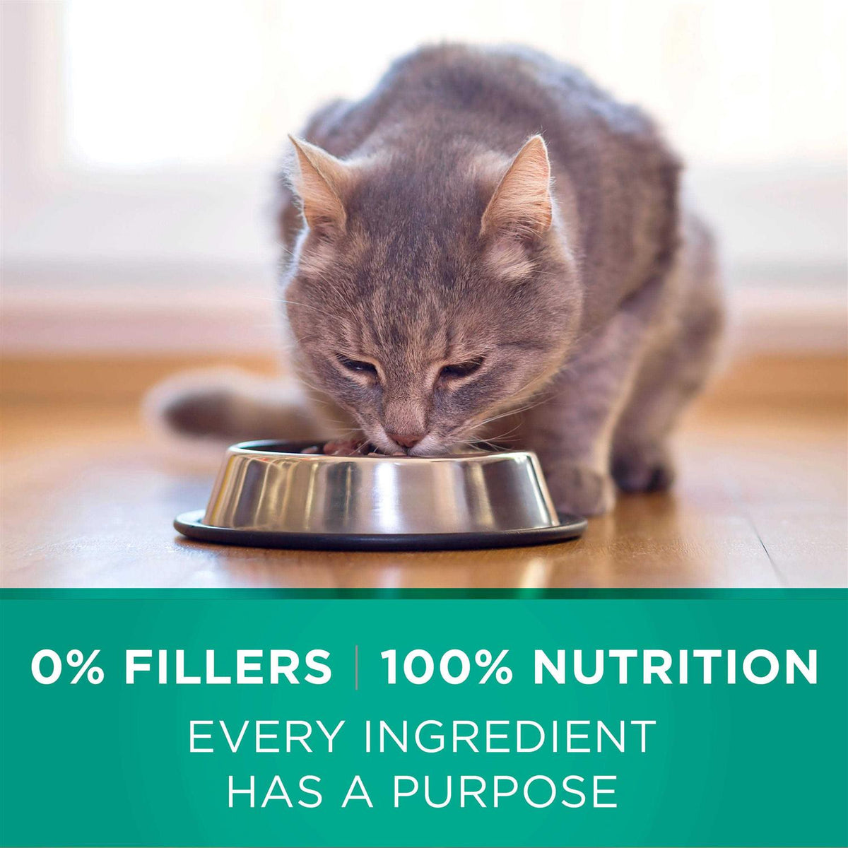 Dry Cat Food G613396