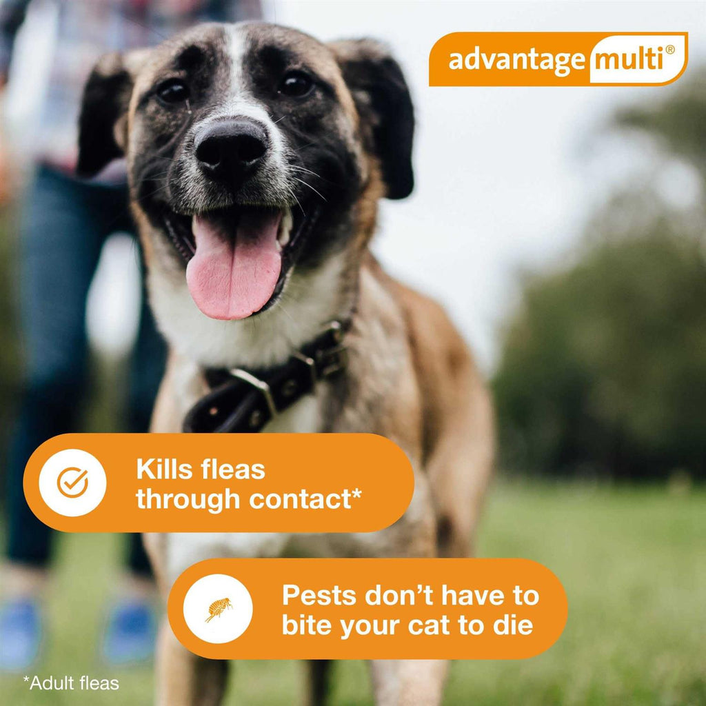 Advantage Multi for Dogs B636749