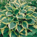 10-Pack Dormant Bare Root Hosta X698045