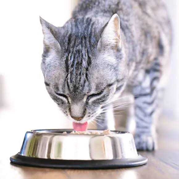 Cat Food F355
